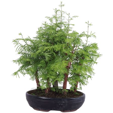 Bonsai Metasequoia Forest Oval Pot