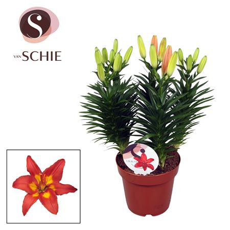 Lilium As Double Colour Red Orange 5pp