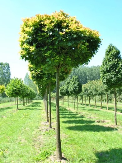 Дуб болотный Грин Дварф штамб