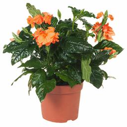 Кроссандра Фортуна