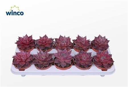 Echeveria Taurus