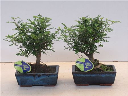 Bonsai Zanthoxylum Piperitum Broom, Without Dip T