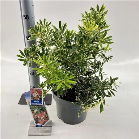 Pieris Flaming Silver