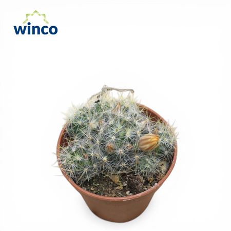 Mammillaria Prolifera