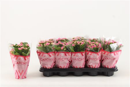 Kal Cal Pink