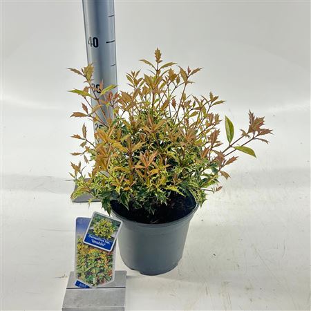 Osmanthus Het Goshiki