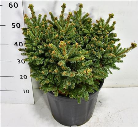 Picea Glauca Blue Globe