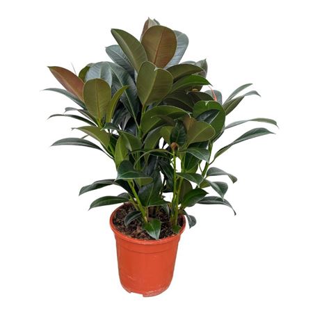 Ficus Cyathistipula 3pp