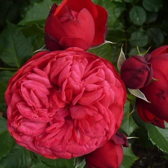 Роза парковая Пиано в тубе