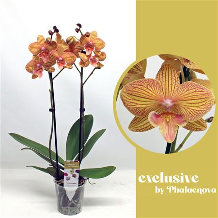 Phal 2st Anastasia 16+ (phalaenova)