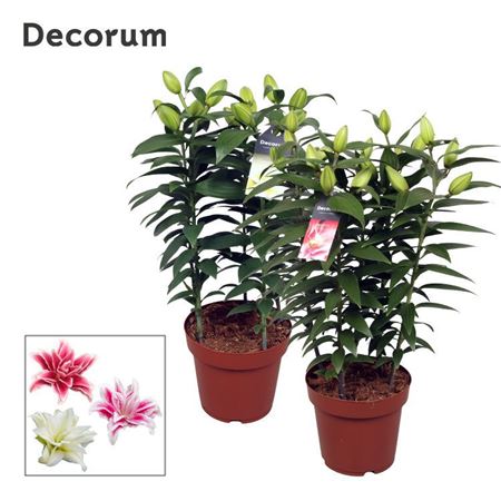 Lilium Or Roselily Mix 5pp (decorum)