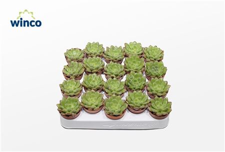 Echeveria Carrol