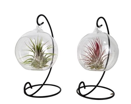 Tillandsia Hangbol Frame Small