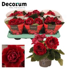 Синнингия махровая красная