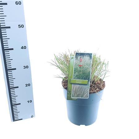 Miscanthus Sin Adagio