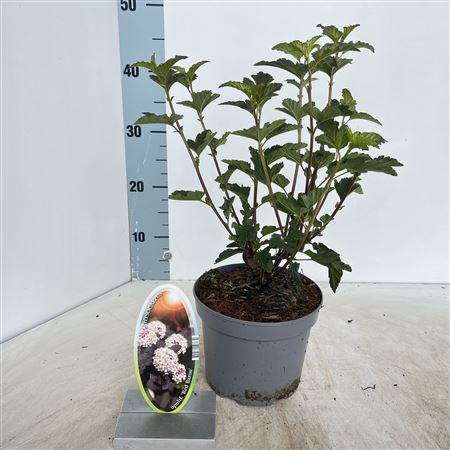 Physocarpus Op Red Baron