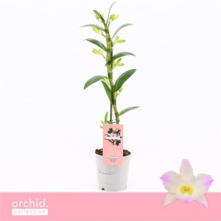Dendr Nob 1st Kumiko Compact Orchid Collection