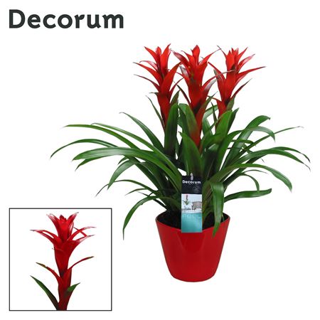 Guzmania Ostara Forma Red (decorum)