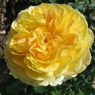 Роза парковая Молинью