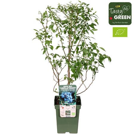 Vaccinium Cor Brigitta Blue Bio