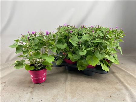 Senetti Pink Bicolor (pericallis Cruentus)