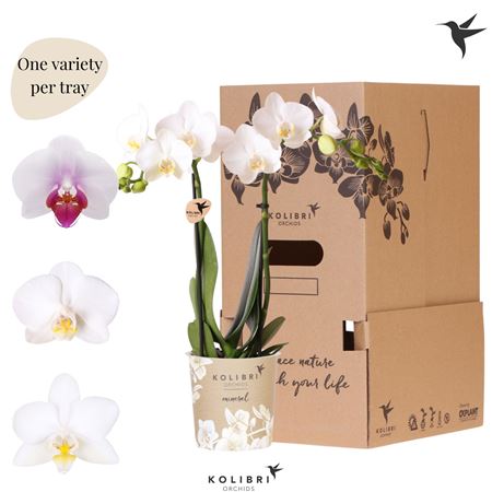 Phal 2st White No Sleeve (ok)