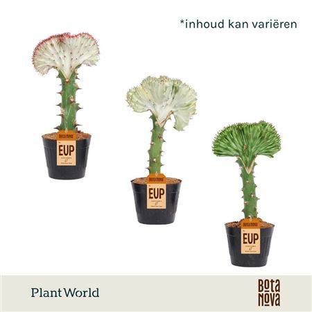 Euphorbia Cristata Mix