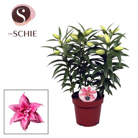 Lilium Or Roselily Esra 4pp