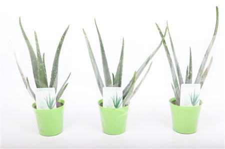Aloe Vera Green Pot
