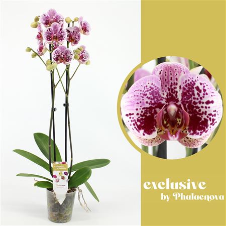 Phal 2st Beata 14+ (phalaenova)