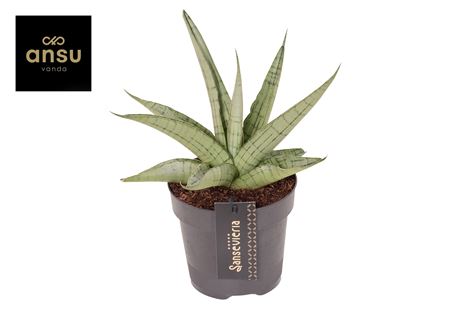 Sansevieria Comet Pastel Grey No. 3