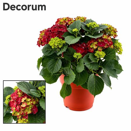 Hydrangea Ma Red 7+ Ton Sur Ton (decorum)