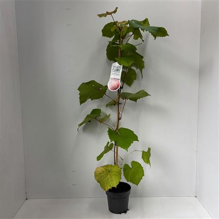 Vitis Coignetiae On Stick