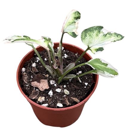 Syngonium Starlite
