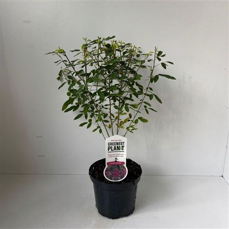 Lespedeza Thunbergii