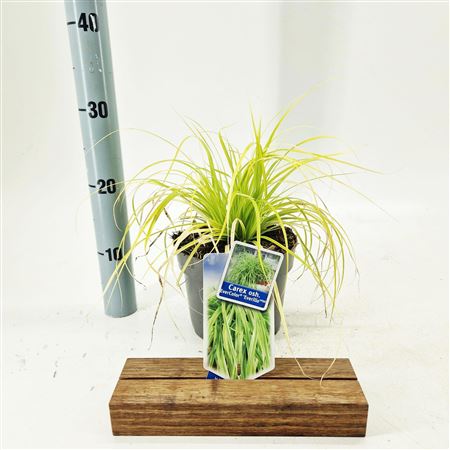 Carex Oshimensis Everillo