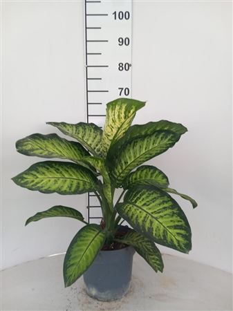 Dieffenbachia Tropic Yellow