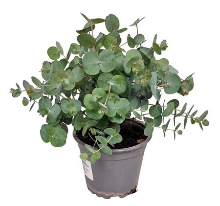 Eucalyptus Silver Dollar Bush