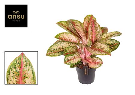 Aglaonema Painted Celebration Mut