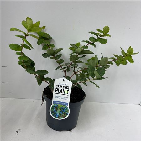 Lonicera Cearulea Duet