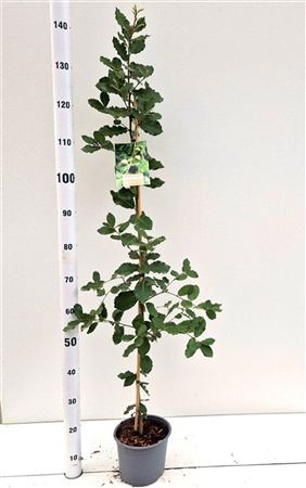 Quercus Ilex On Stick