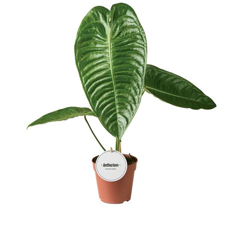 Anthurium Veitchii