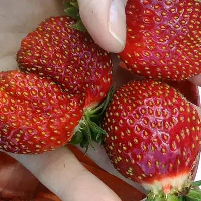 Земляника Марышка