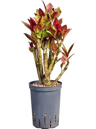 Croton  Variegatum 'petra