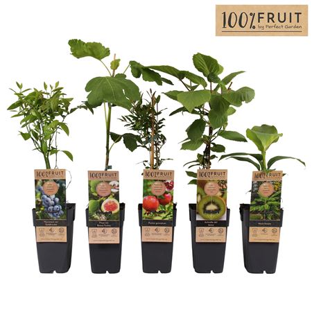 Fruit Mix Exclusive