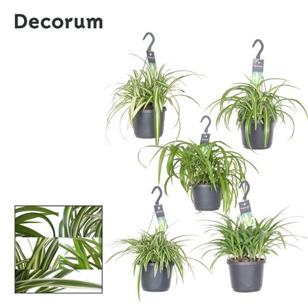Chlorophytum Mixed