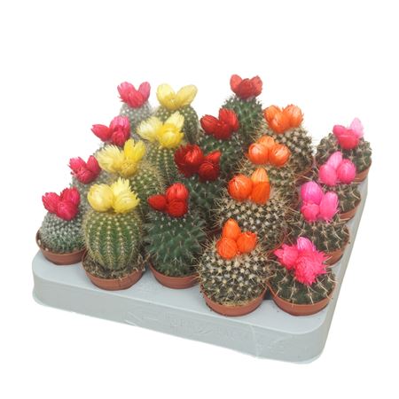 Cactus Op Ow Fakeflower