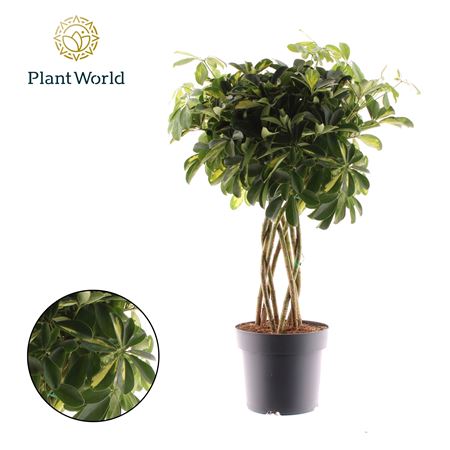 Schefflera Gold Capella Tube (decorum)