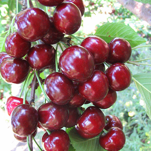 Черешня Ипуть (в тубе)