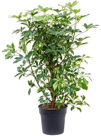 Schefflera Compacta Branched